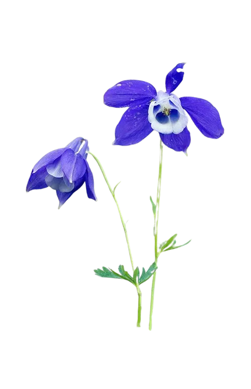 Illustrazione botanica di un'aquilegia